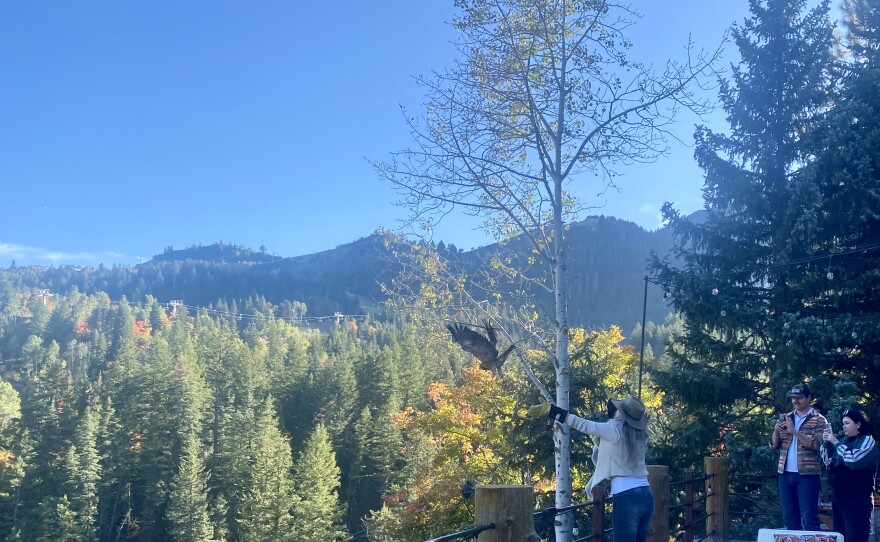 Woman stands on deck having just released bird, Red-tailed Hawk is flying away, tree covered mountains remain in the background