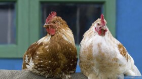 Backyard chickens can be a great hobby. They can also spread disease.