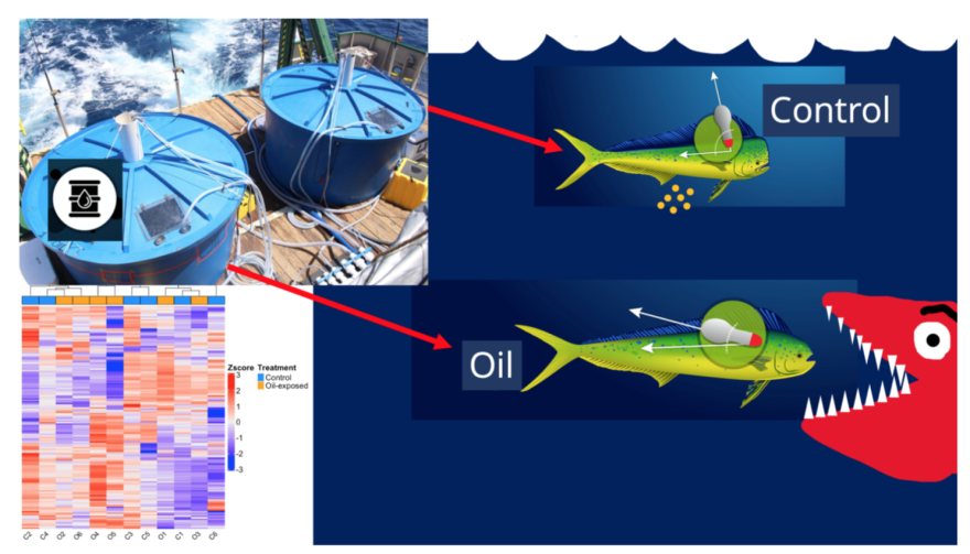 For the experiment, researchers exposed mahi to oil in tanks aboard a research vessel in the Gulf of Mexico.