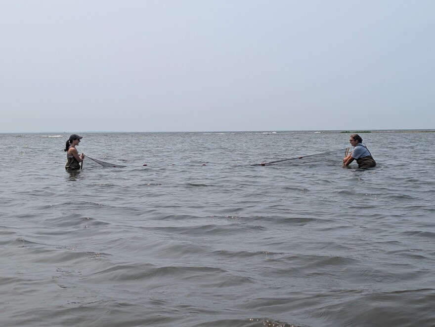 Using a seine net to take a biodiversity sample of Long Island Sound — Old Lyme, Conn.