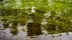Caloosahatchee River water laden with toxic blue-green algae in July 2018