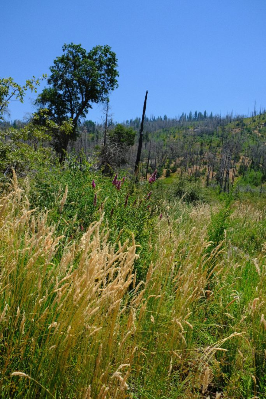 A creek along Bluestein’s ranch provides habitat for all sorts of critters.