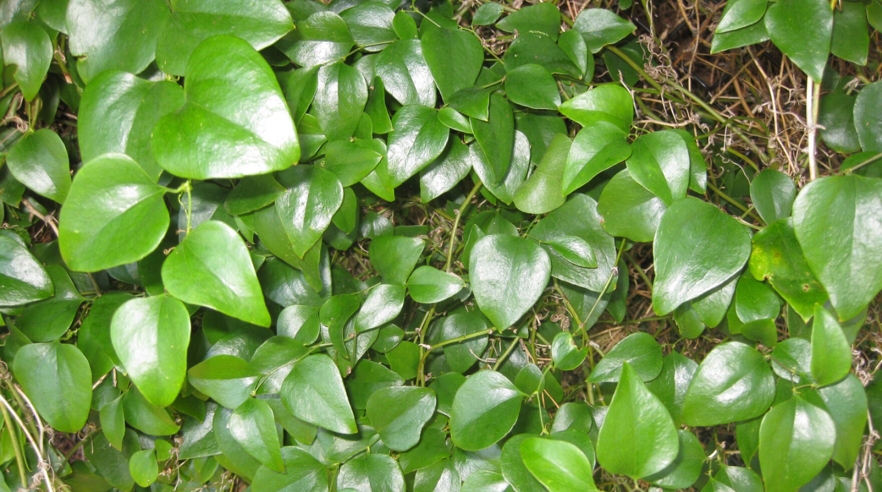 Greenbrier South Carolina Public Radio