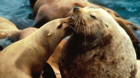 Stellar Sea Lion.