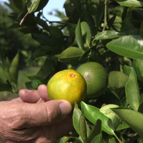 A hand holding up an orange