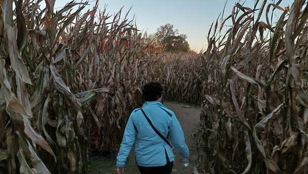 A woman walks through the Blast Corn Maze in Webster Township.