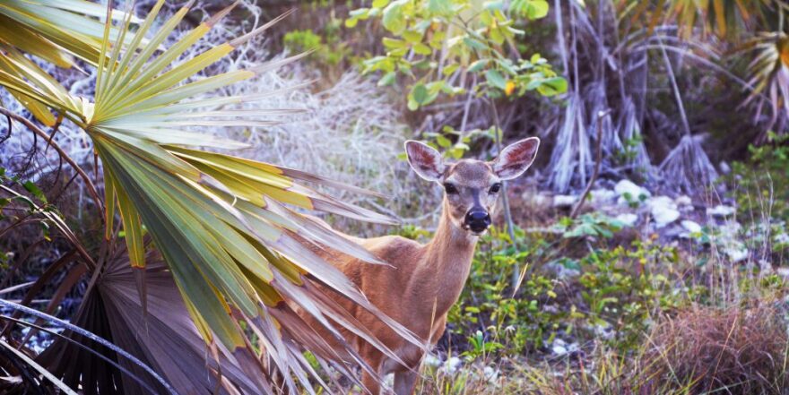 Key deer standing among brush