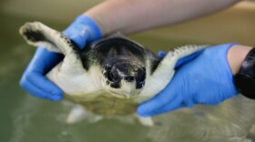 Frigid temperatures during the holidays resulted in hundreds of cold-stunned and stranded sea turtles. Officials say three North Carolina Aquariums are caring for about 250 sea turtles.