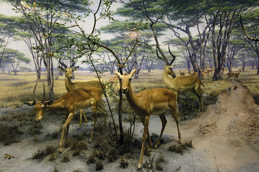 The African Impala diorama