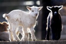 2 baby goats