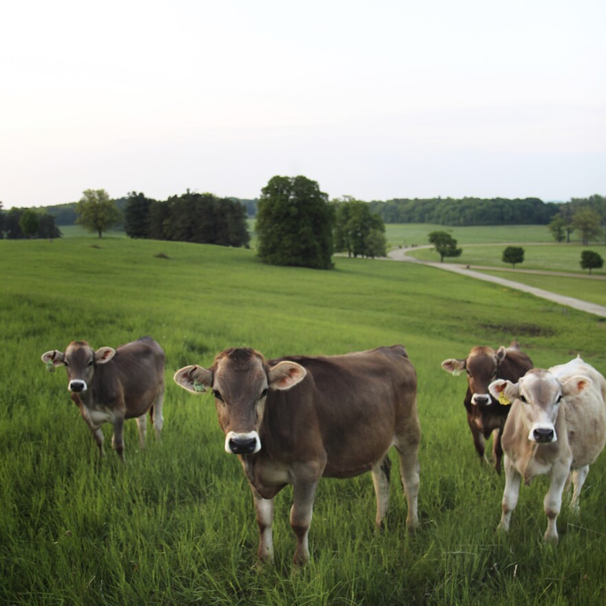 Cows on the grassy hillsides of Shelburne Farms in Vermont.