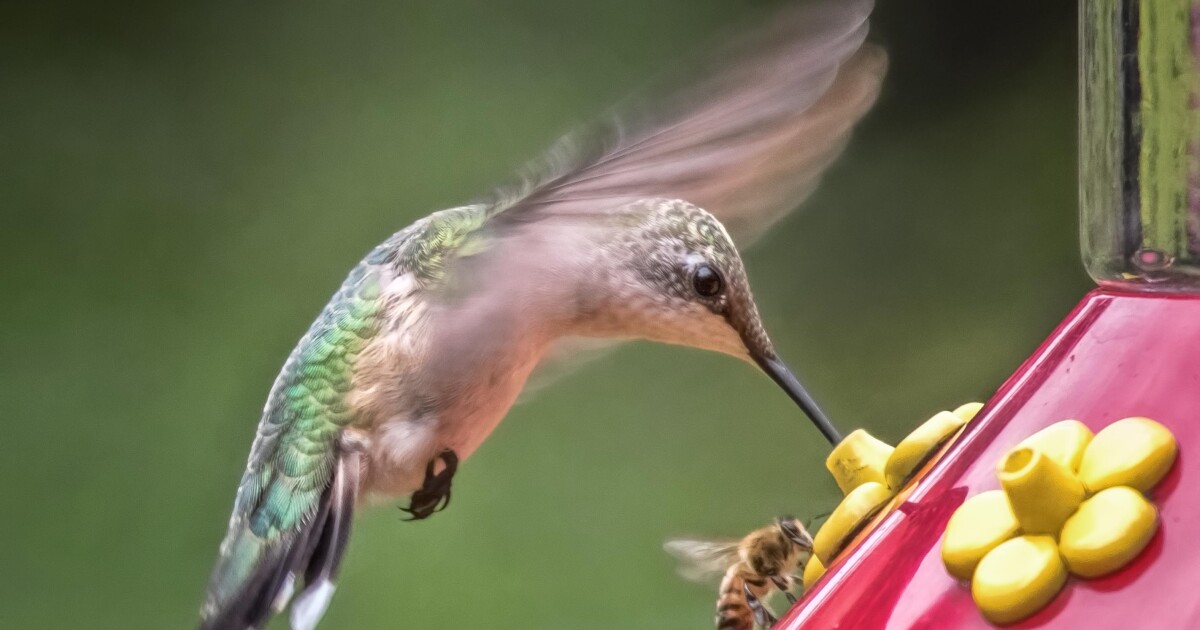 Land Between The Lakes Prepares For Massive Influx Of Migrating Hummingbirds Wkms Hummingbird Festival Lbl 2022