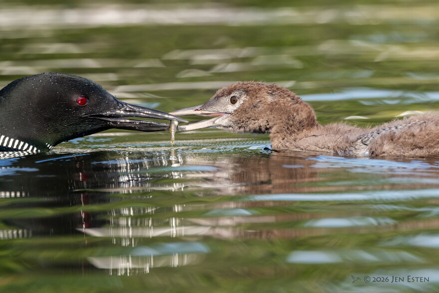 A mother loon passes a minnow to a fledgling.