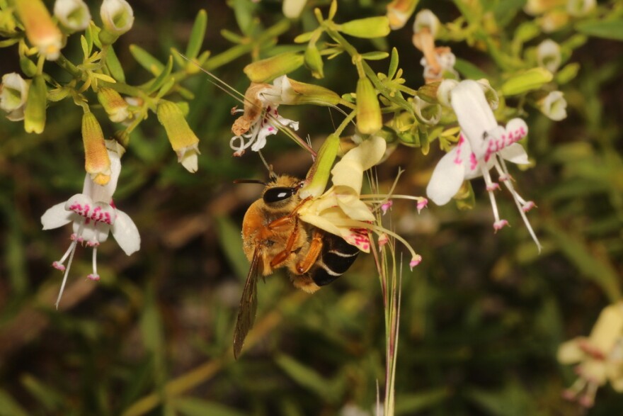 A giant scrub plasterer bee, Caupolicana floridana.