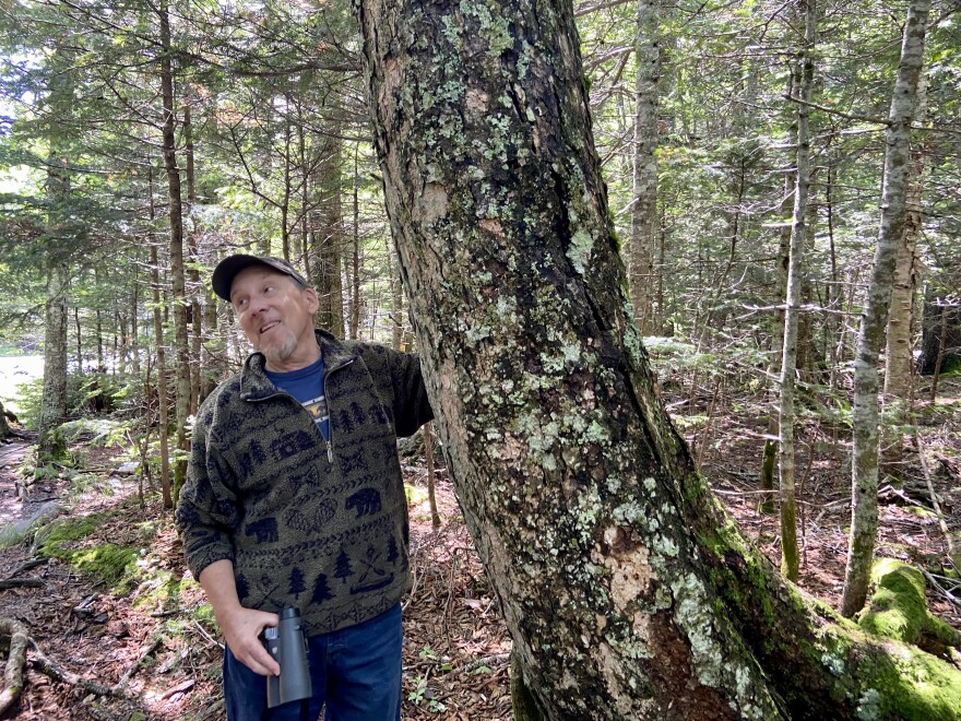 A man stands next to a large tree in a forest.