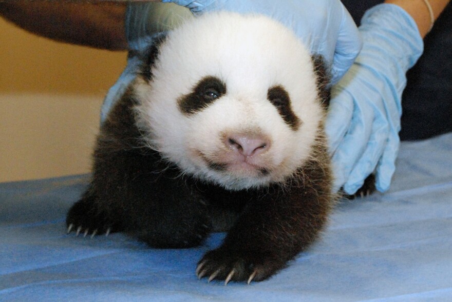 The panda cub now weighs 5 pounds. This photo was taken Tuesday.