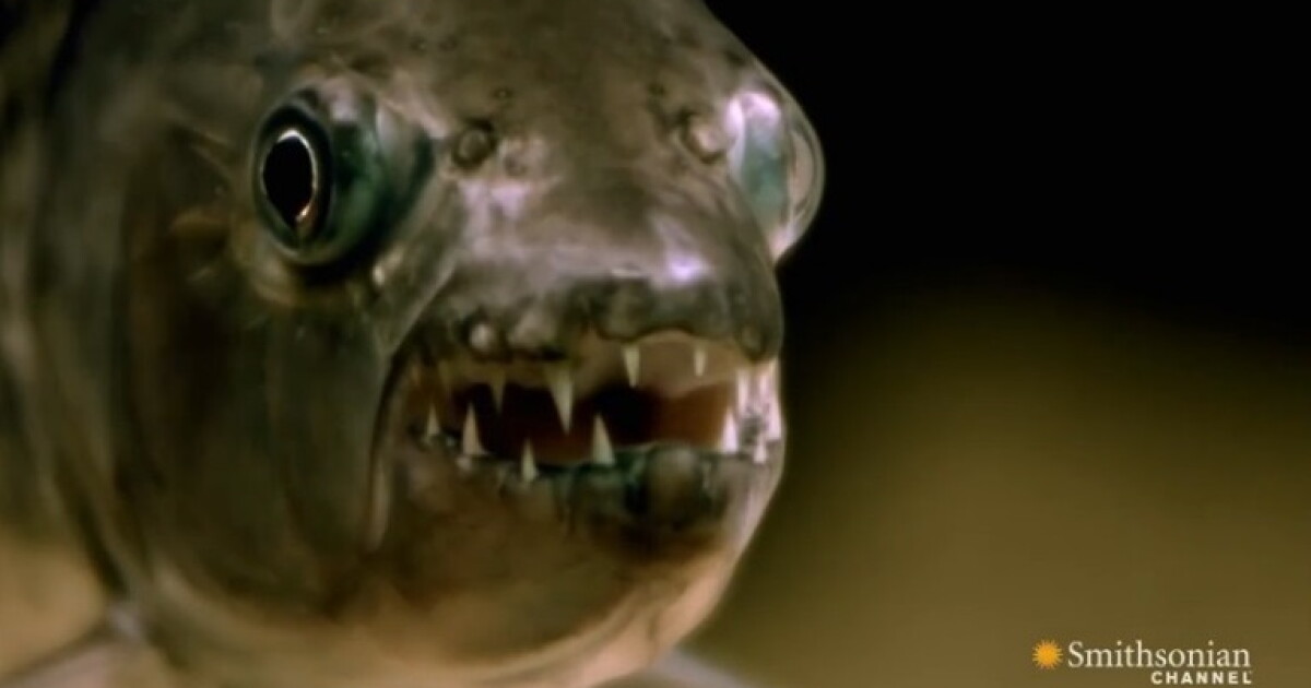 Chomp Fish Chomp! Fish Snatches Bird In Flight: VIDEO | Alabama Public Radio