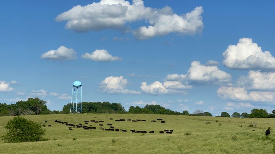 A field with cows, with a blue water tower overlooking. 