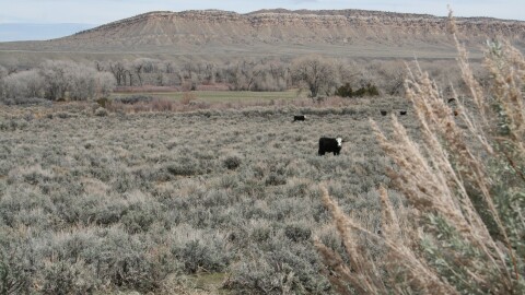 A few black cows with white faces stand in a large field filled with sagebrush. There are larger trees and hills in the background.