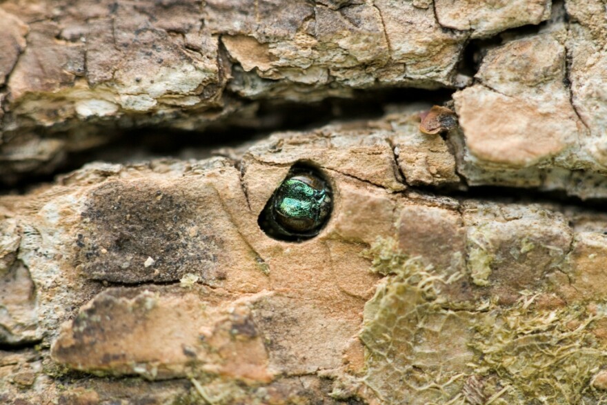 The white, caterpillar-like larva of the emerald ash borer digs a D-shaped hole into an ash tree's trunk, later emerging as the bright green adult beetle.