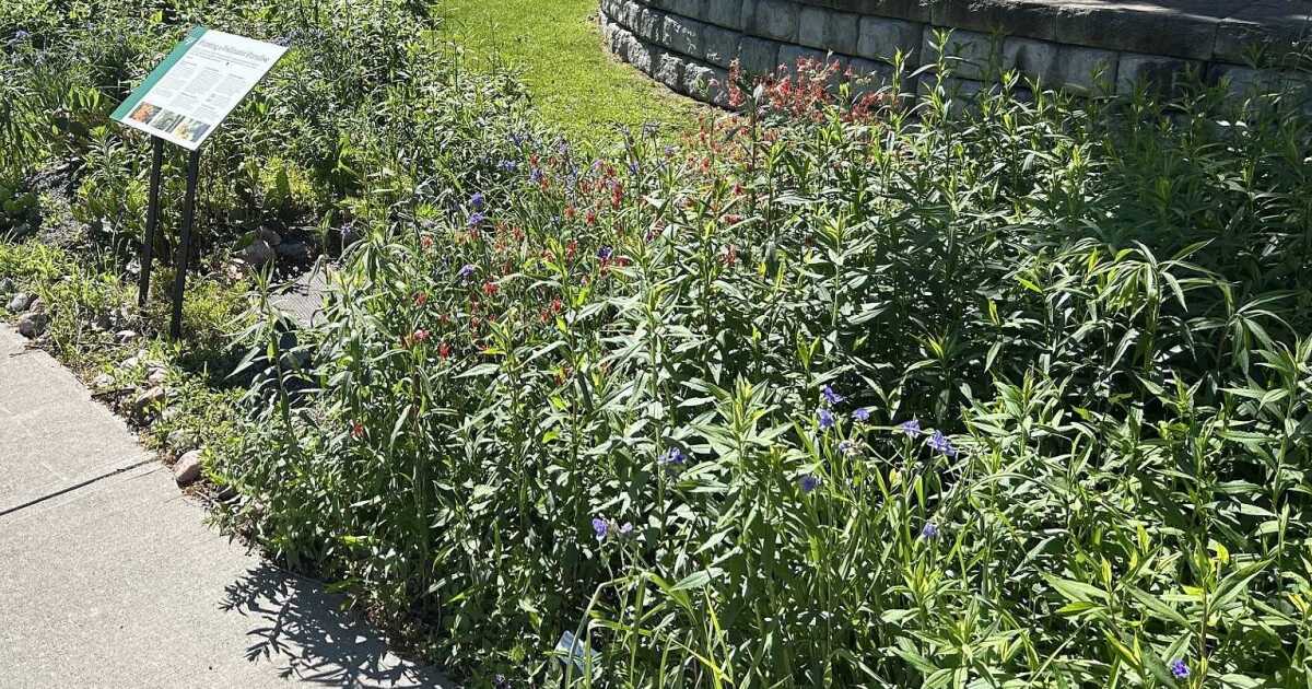 SUNY ESF earns top sustainability award on education, campus norms, social justice