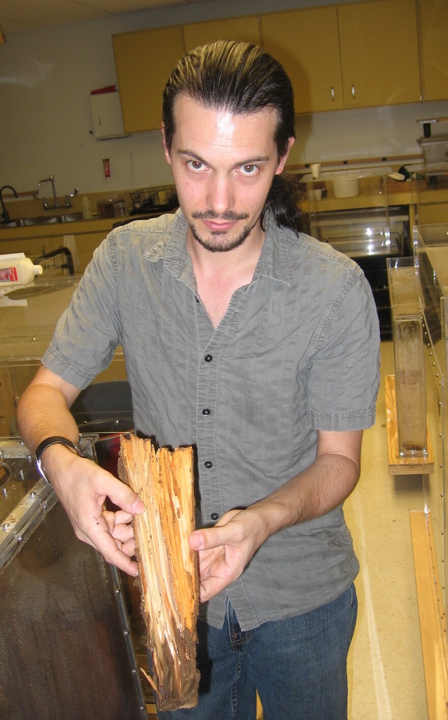 Thomas Chouvenc, a researcher of the study, shows some of the typical damage done by Asian termites, the parent of the potentially more invasive hybrid species.