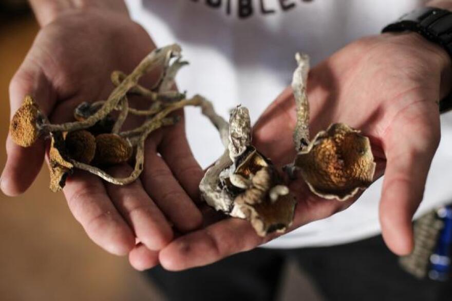 Psilocybin mushrooms