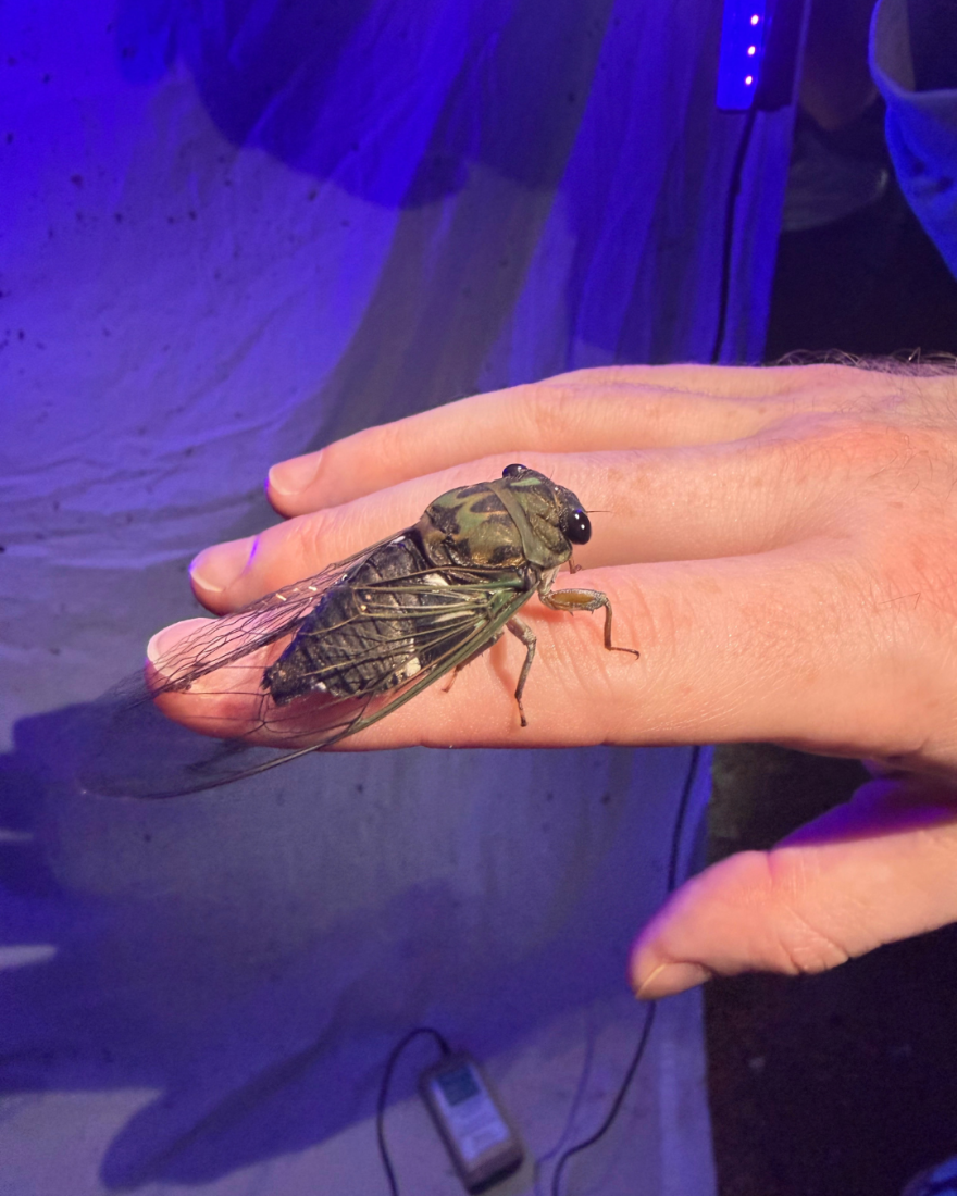 Cicadas typically make a lot of noise. This cicada at the Trinity Audubon Center in Dallas was feeling particularly friendly, and quiet.