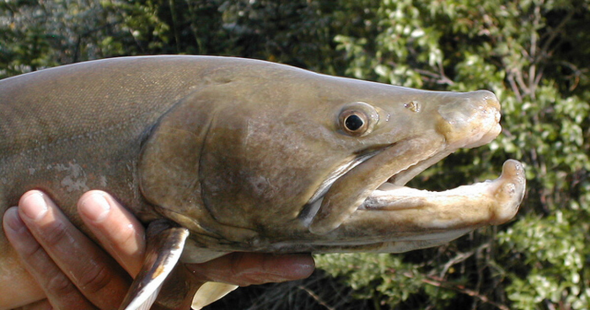 FWP Ends Bull Trout Fishing In Lake Koocanusa Montana
