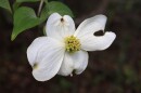Closeup of a dogwood (Cornus florida) flower at Joe Budd WMA in Gadsden County