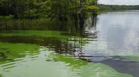 Blue green algae in the St. Johns River.