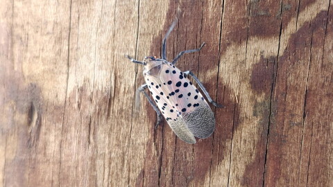 A spotted lanternfly clings to a telephone poll in the German Village in Columbus.