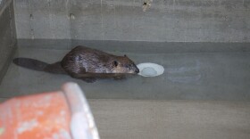 Hoppy, a recently captured beaver, rests in the beaver bunkhouse in Millville on Tuesday, July 1, 2025, as part of the Beaver Ecology and Relocation Collaborative’s care and relocation program.