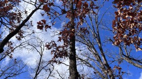 Oklahoma's Cross Timbers in Tulsa.
