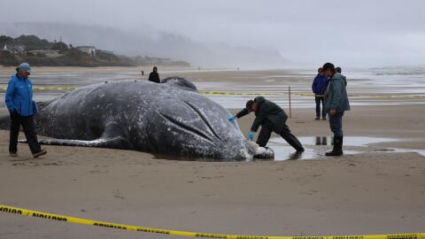 Jim Rice, stranding program manager for the Marine Mammal Institute at Oregon State University, takes a tissue sample from a deceased gray whale near Yachats, Ore. on April 12, 2026.