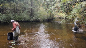 Staff with the Grand Traverse Band of Ottawa and Chippewa Indians wade in the Boardman-Ottaway River to release Arctic grayling. (Photo credit: Vivian La/IPR News)