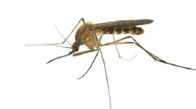The mosquito-borne West Nile Virus has not been detected in Lexington this summer, according to the Lexington-Fayette County Health Department.
