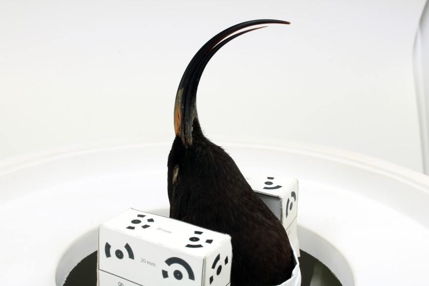 The Black Mamo (Drepanis funerea) specimen, positioned in the photogrammetry setup.