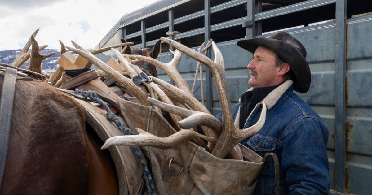 Shed hunt season opener draws hundreds of Wyoming residents