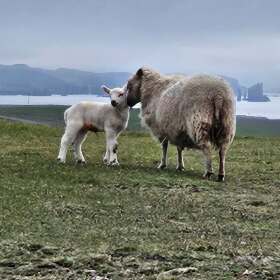 Sheep and dog standing together on green grass in Iceland