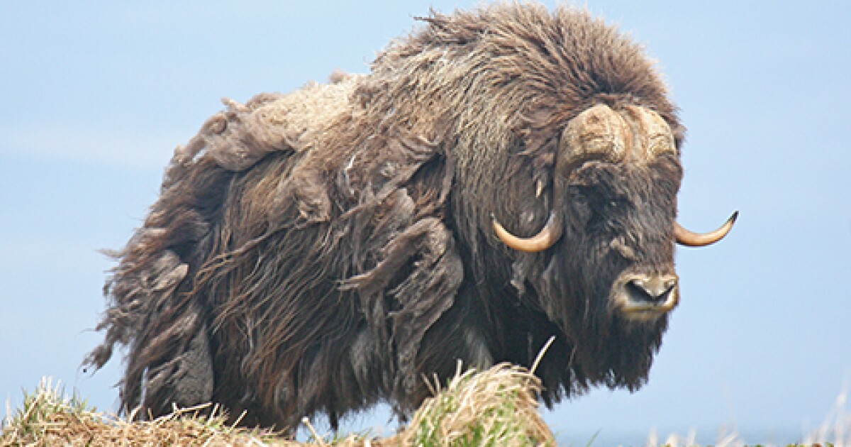 State opens emergency hunt for muskox stranded on island off Nunivak coast