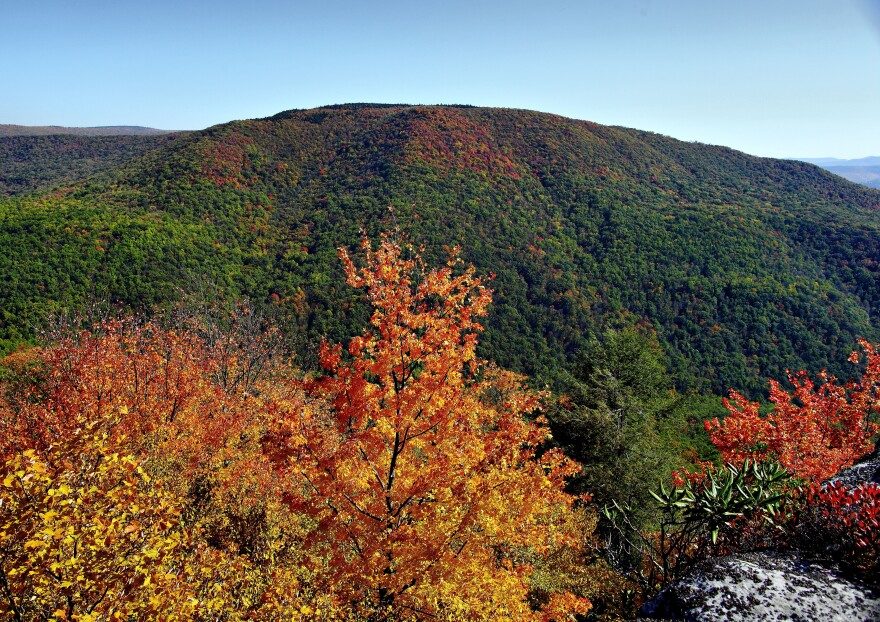 fall foliage
