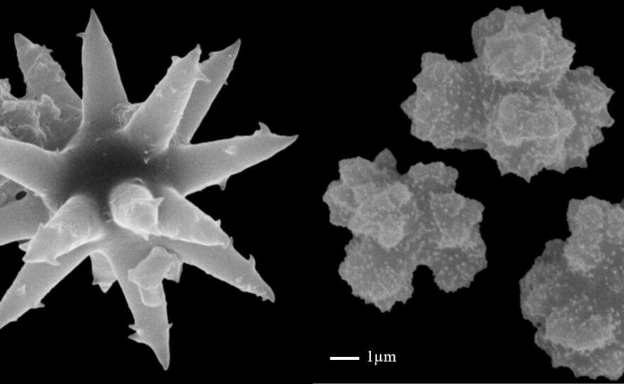 Scanning electronic microscopy image of sponge spicules analyzed in this study. Depicted here are microsclere, which are intricately shaped spicules scattered throughout sponge tissue or concentrated on the surface.