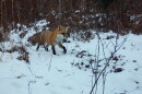 A red fox in its winter coat walks from a forest edge into an open area covered in snow.