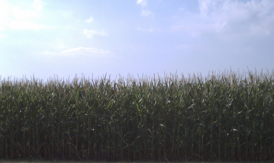 Corn being grown across the street from Archer Daniels Midland Co. headquarters in Decatur.