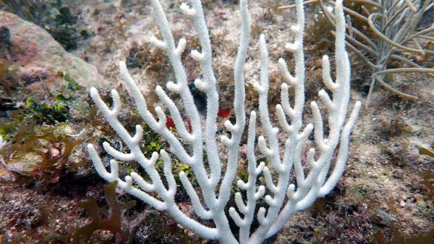 Photo of bleached coral