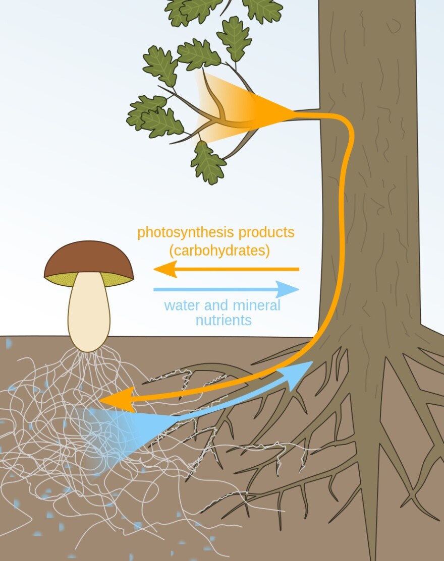 Diagram of symbiotic relationship between fungus and plant