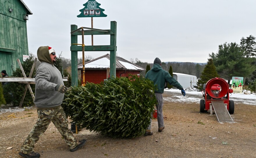 Jason Kline and Lance Lysiak carry a Frasier fir Christmas tree to bundle it for a customer.