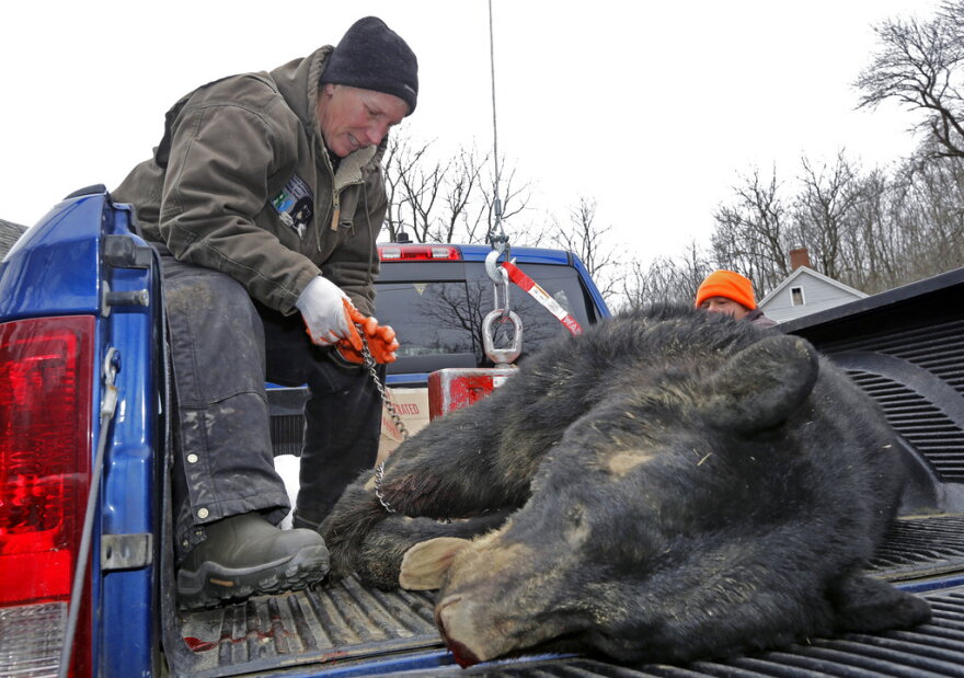 FILE – In this Dec. 8, 2014, file photo, Kim Tinnes, with New Jersey's Division of Fish and Wildlife, examines a 346-pound male bear brought for check-in on the first day of a state-sponsored bear hunt to the Whittingham Wildlife Management Area in Fredon, N.J. New Jersey's firearm-only black bear hunting season scheduled from Monday through Saturday, Dec. 4 to 9, 2017, may be the state's last for some time, since Democratic Gov.-elect Phil Murphy has said he plans to impose a moratorium on the hunts. (AP Photo/Mel Evans, File)