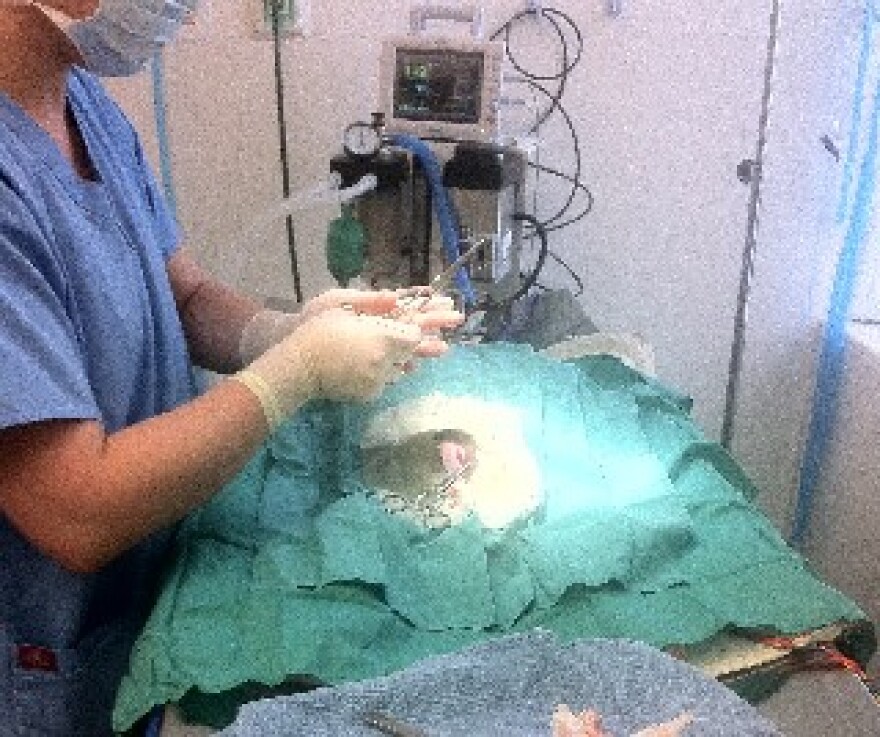 The operating room at the Tulsa Animal Shelter